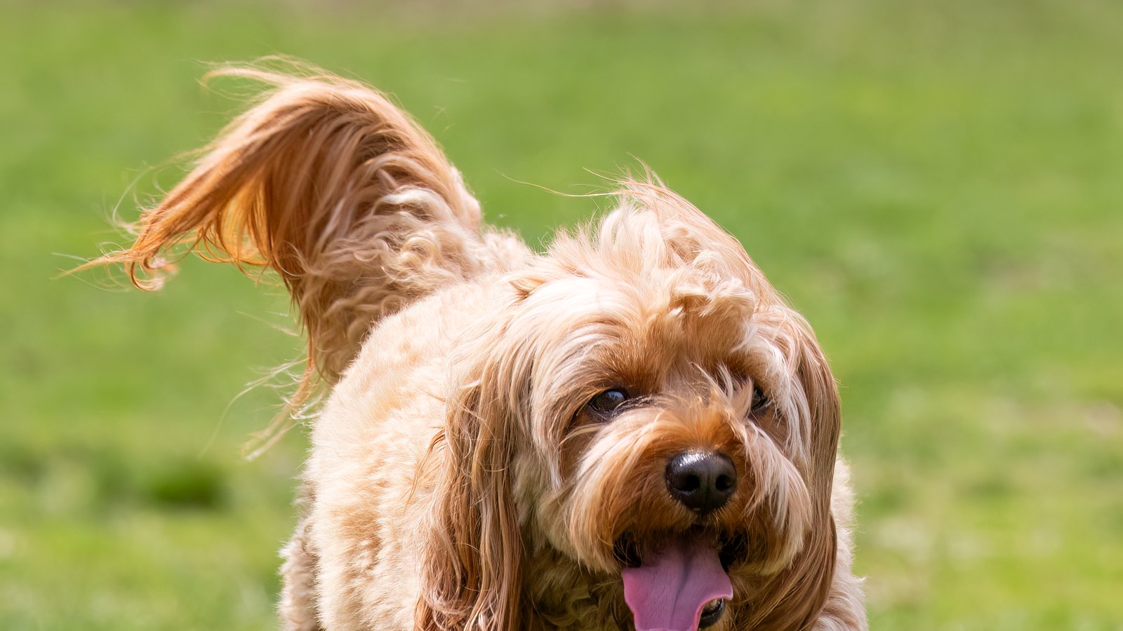 9 Cheap Dog Enrichment Ideas for Bored Dogs (Under $10)